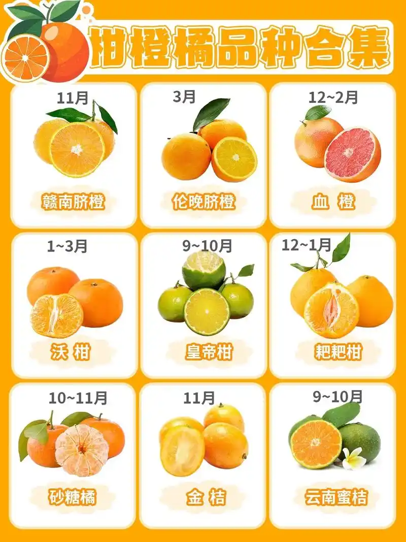 92柑橙橘家族大揭秘|一篇认识常见品种.#新鲜应季水果 #图 - 抖音