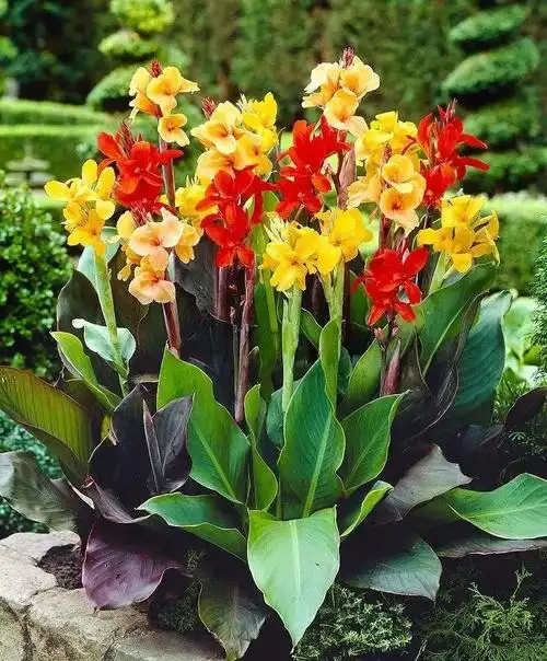 美人蕉的养殖方法(质朴端庄坚强敦肃的美丽花朵,美人蕉这么养护,妩媚