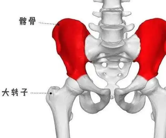 假胯宽作为一个长期困扰着广大女性同胞的问题,它到底是怎样造成的?
