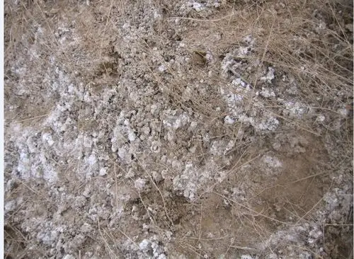 有没有人知道每天早上花园土壤中都出现的这种白色物质是什么?(有图)