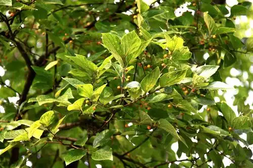 朴树大麻科朴属