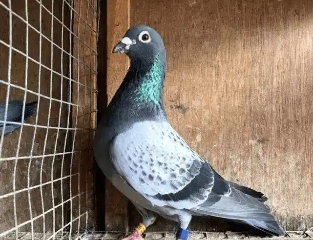 信鸽羽色一览,最后一羽很少见!_雨点