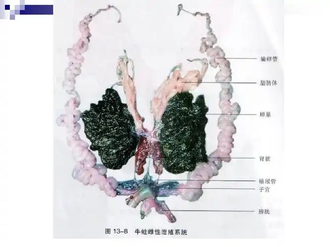 青蛙的外形与内部解剖(完整版)ppt