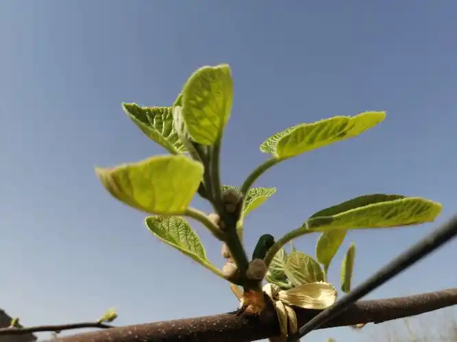 初春猕猴桃