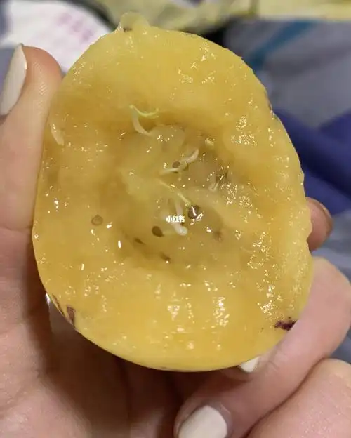 人参果里面居然发芽了