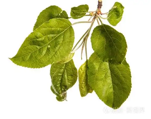 一个分支,绿色的叶子树上的苹果.孤立对白色 b