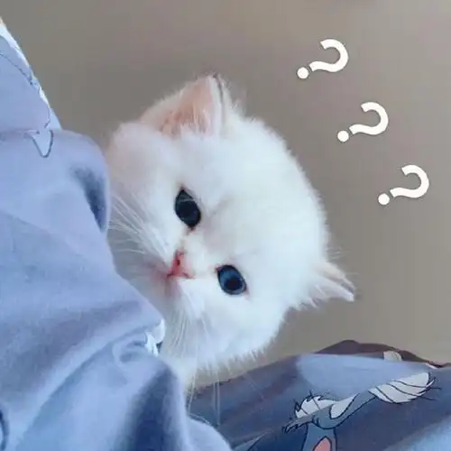 wcf注册猫舍 繁育英短金渐层及点色