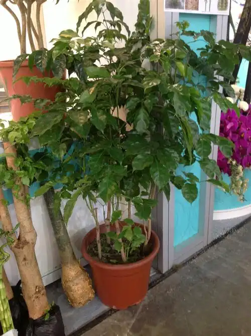 菜豆树(菜豆树的养殖方法)