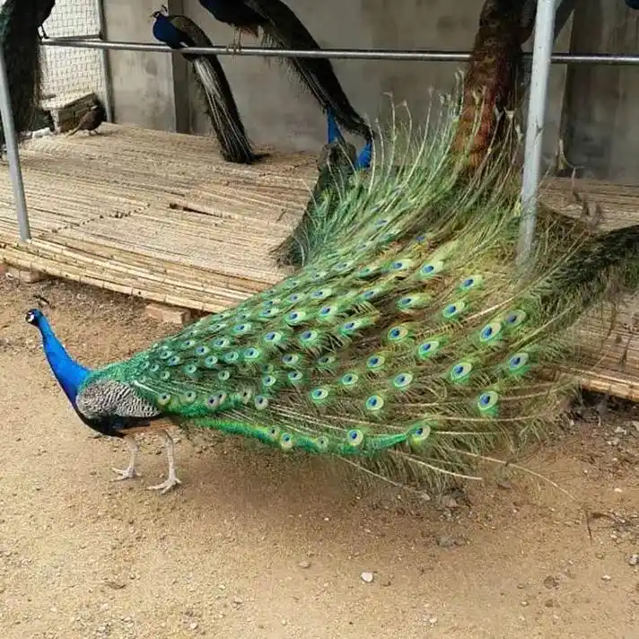 昌平区成年蓝孔雀养殖场.  155-8972-7570  孔 - 抖音