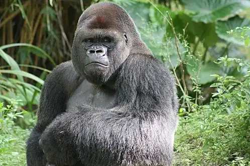 大猩猩图片_大猩猩图片大全_大猩猩图片下载