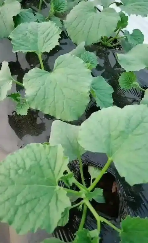 吊蔓甜瓜的几种整枝方法