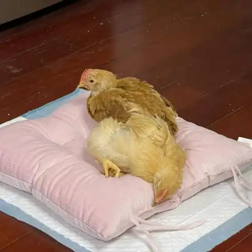 30天大的小鸡收到了圣诞礼物