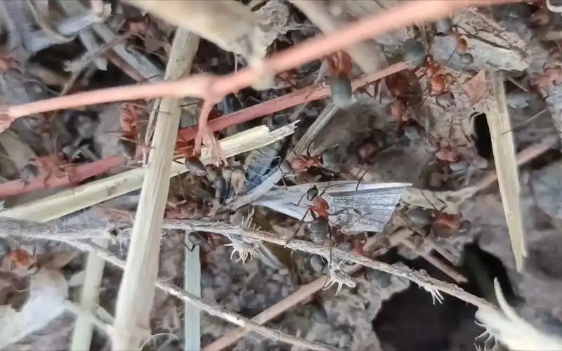 野外沙林蚁,收获蚁资源竞争 上集