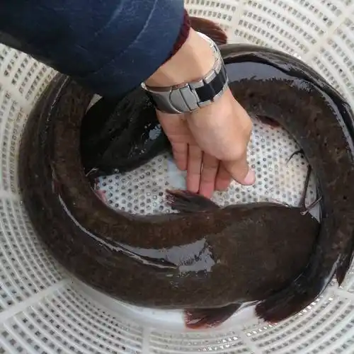 钳鱼基地供应鲶鱼规格全手工筛选无伤价格合理