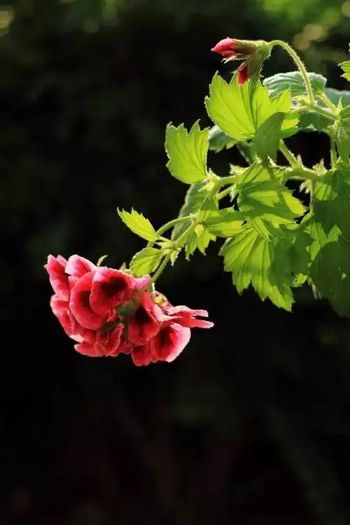 多姿多彩的天竺葵,欣赏~|灌木|洋绣球|国花|花语_网易订阅