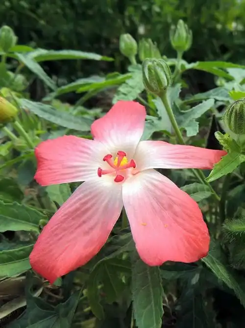 鲜花山谷里的箭叶秋葵