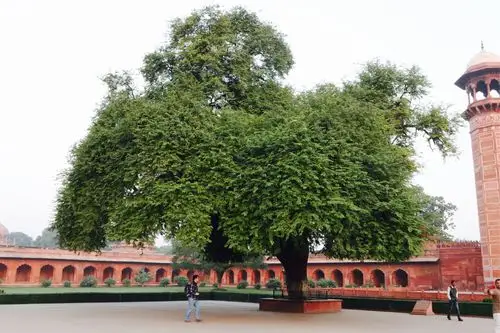 在印度见到最多的就是菩提树了