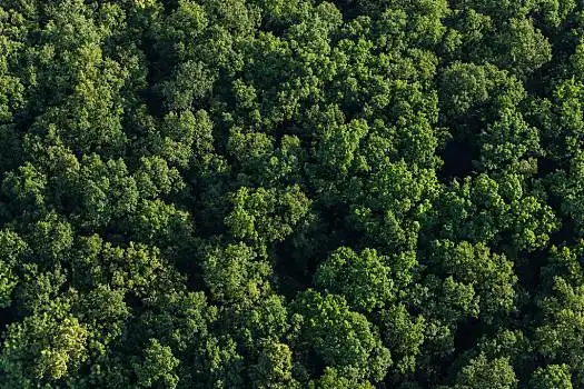 航拍,树林,波兰