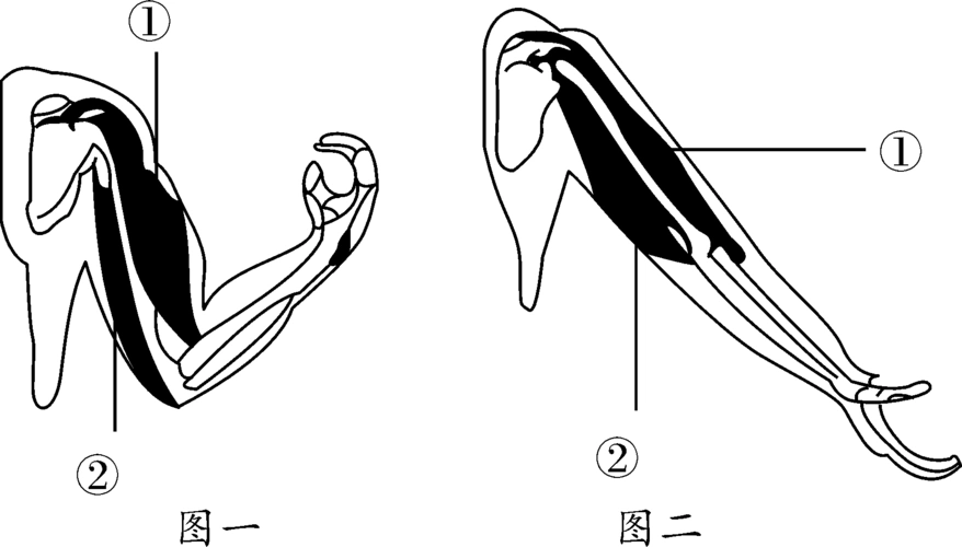 (2016,绥化)如图是人的屈肘和伸肘动作示意图,请据图回答问题.