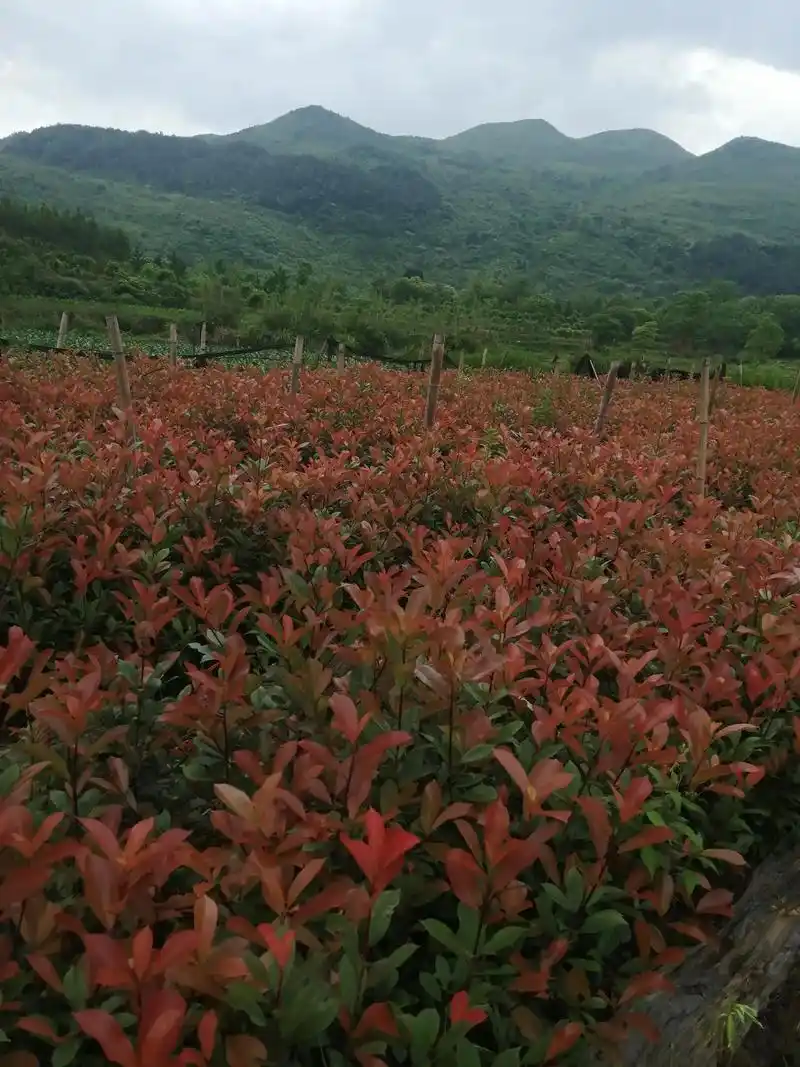 自己家红叶石楠小苗,80至一米高有几百万棵,需要老板请联系 - 抖音
