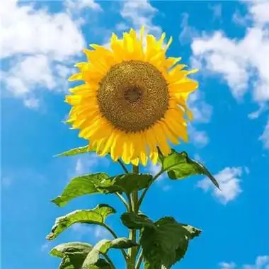 女人旺财的微信头像,看看你有没有设置