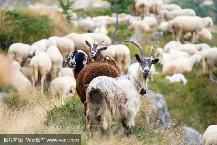 山羊和绵羊在一起