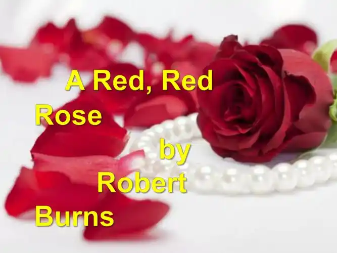 aredredrose红玫瑰