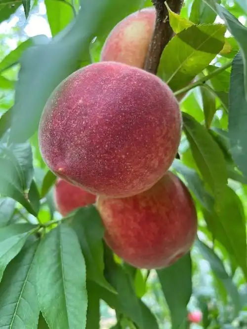 摘桃子  #水蜜桃  #亲子  #体验满分的农家乐