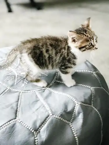 【浦东曹路】狸花加白小奶猫无偿领养