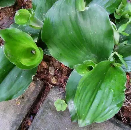 向ta提问私信ta 追答 这就是山奈,它是姜科多年生宿根草本植物,是一种