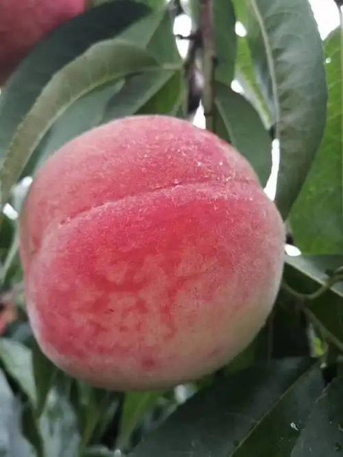 平谷大久保桃即将说再见啦!