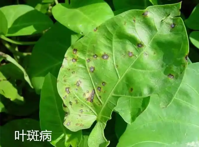 5.蕹菜灰霉病病斑:一是病原在病残体上越冬.