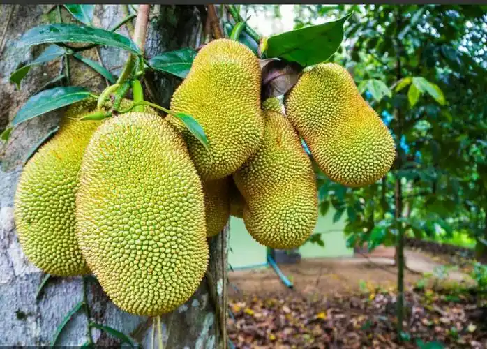 菠萝蜜,脆麻朗计划种植中!