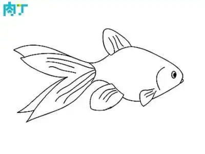 从侧面看的小金鱼简笔画