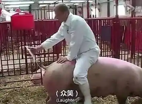 养猪经验猪人工授精六字诀