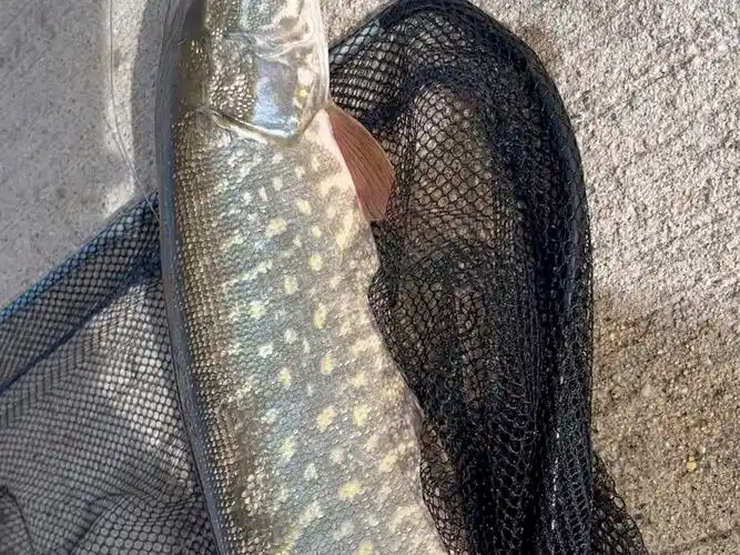 下杆五分钟,上来条白斑狗鱼