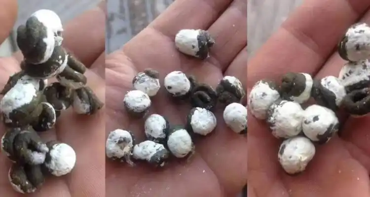 家里鸽子粪如何快速发酵