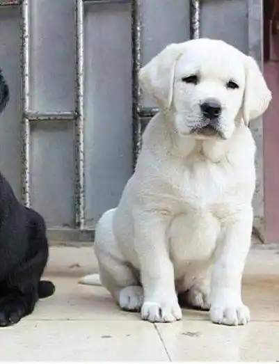 北京出售拉布拉多犬 纯种拉布拉多犬多少钱的图片