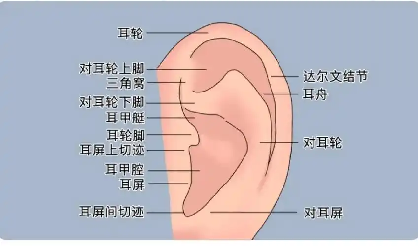耳廓的结构有什么
