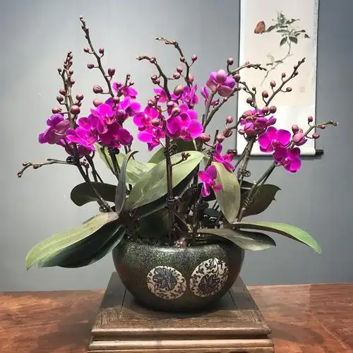 蝴蝶兰满天红室内桌面绿植盆栽带花带包带花剑好养易活植物