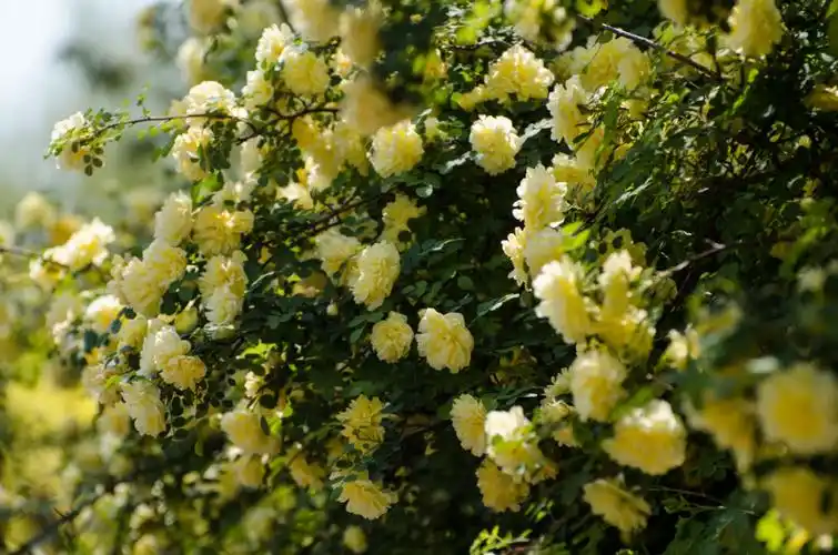 一树金黄黄刺玫