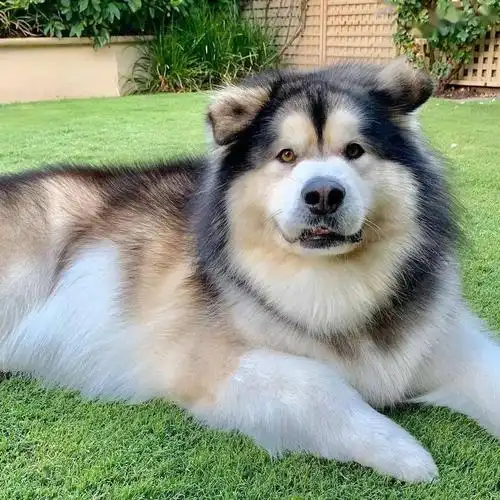 哈士奇头像狗狗头像你的每一个微笑都像极了天边的云