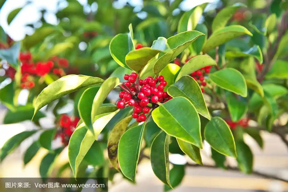 冬青树果实的药用功效(冬青树果实的药用功效与作用)