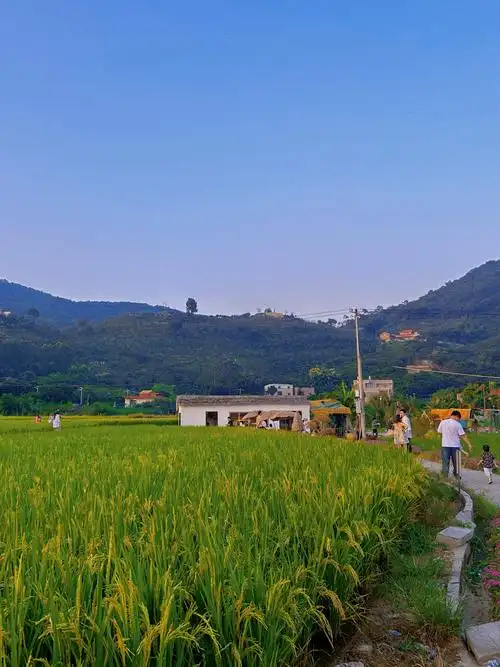 乡村风光:走进田间小路