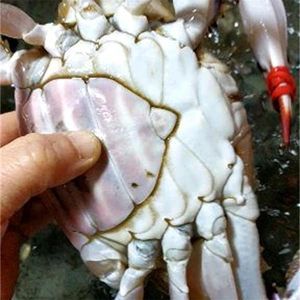 荭草婉儿淘宝丹东东港鲜活海鲜 螃蟹 活梭子蟹 大飞蟹大海蟹 当天