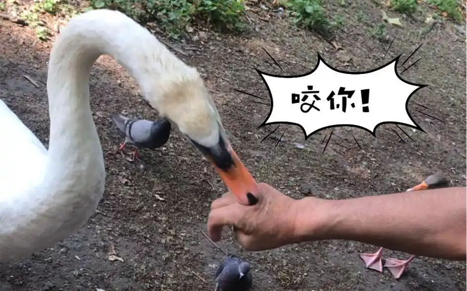 凶巴巴的咬人鹅