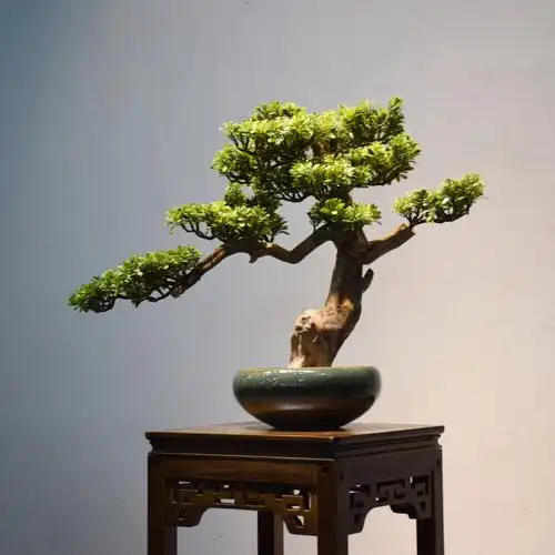 新中式禅意家居装饰创意办公室客厅绿植汉松罗汉松盆景摆件