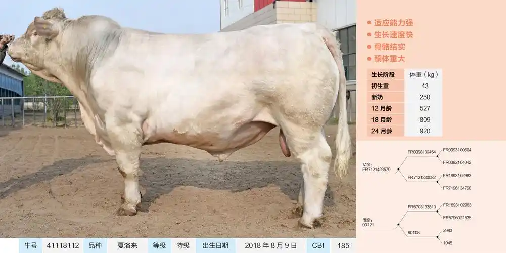 鼎元种牛 鼎元生物 河南鼎元夏洛来 牛冻精 41118112_鼎元生物