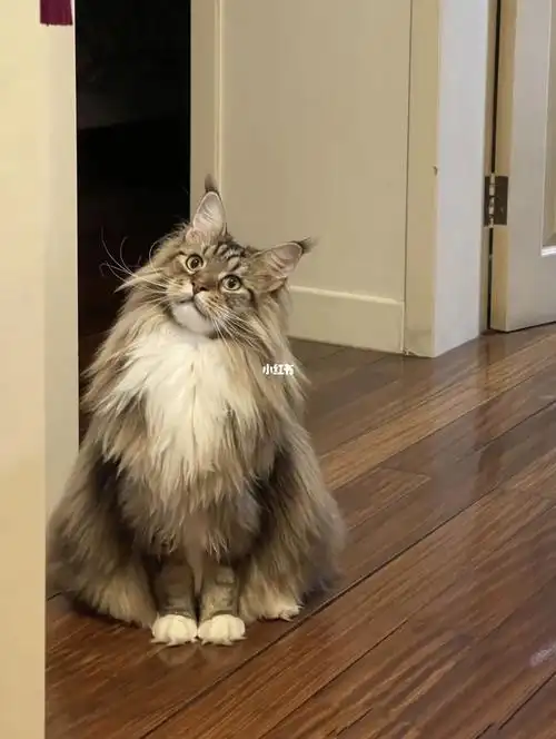 缅因猫因原产于美国缅因州而得名,是北美自然产生的第一个长毛猫品种