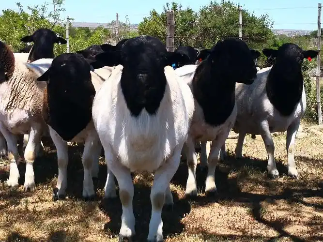南非黑头杜泊羊